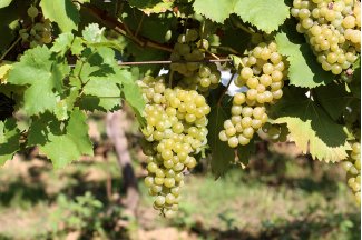 vino